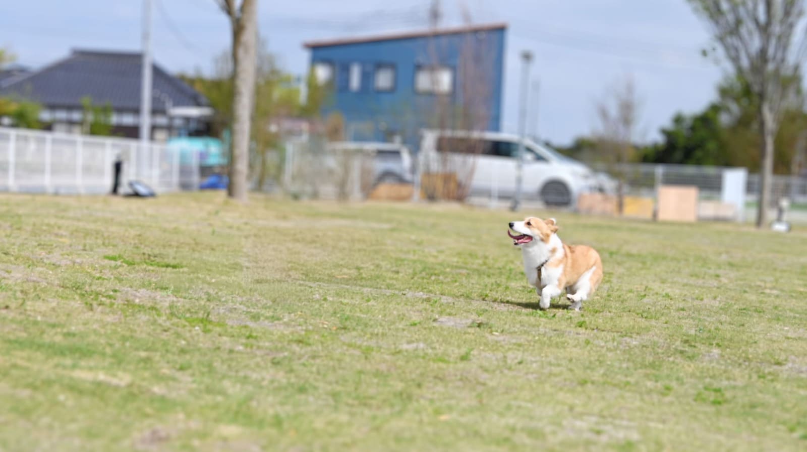 DOG PAL