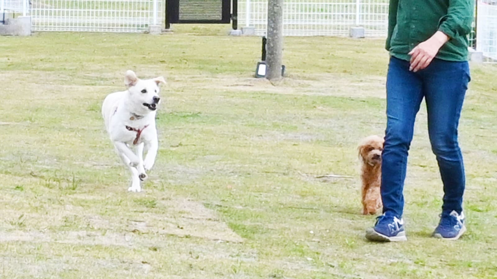 DOG PAL